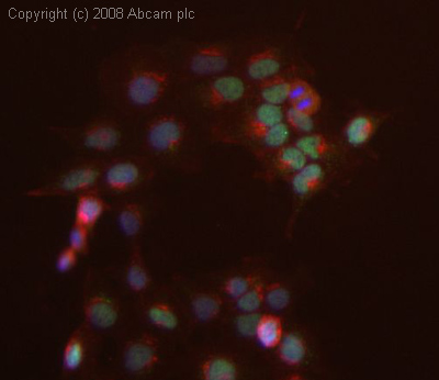 ICC/IF image of ab43058 stained human HEK 293 cells. The cells were 4% PFA fixed (10 min), permabilised in 0.1% PBS-Tween (20 min) and incubated with the antibody (ab43058, 1µg/ml) for 1h at room temperature. 1%BSA / 10% normal goat serum / 0.3M glycine was used to block non-specific protein-protein interactions. The secondary antibody (green) was Alexa Fluor® 488 goat anti-rabbit IgG (H+L) used at a 1/1000 dilution for 1h. Alexa Fluor® 594 WGA was used to label plasma membranes (red). DAPI was used to stain the cell nuclei (blue). This antibody also gave a positive IF result in HeLa, HepG2 and MCF7 cells.