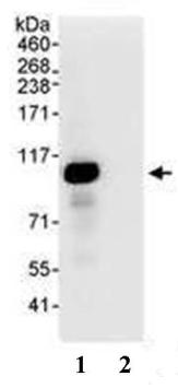 Immunoprecipitation of HeLa whole cell lysate (1 mg) using ab70622 at 3 µg/ml (lane 1) or control IgG (lane 2). 20% of immunoiprecipitate was analysed by Western blot using ab70622 at 1 µg/ml.