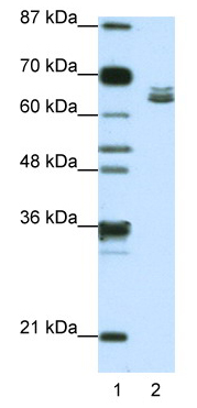 Anti-Zfp57 antibody (ab50944) at 1.25 µg/ml + Jurkat cell lysate at 10 µgSecondaryHRP conjugated anti-Rabbit IgG at 1/50,000