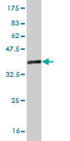 Western blot against tagged recombinant protein immunogen using ab58080 Zic1 antibody at 1ug/ml.