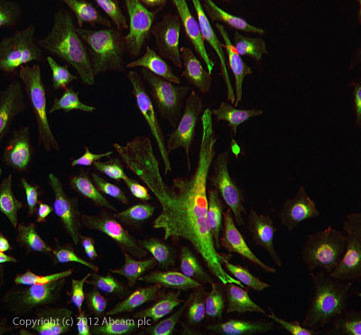 ICC/IF image of ab117275 stained HeLa cells. The cells were 4% formaldehyde fixed (10 min) and then incubated in 1%BSA / 10% normal goat serum / 0.3M glycine in 0.1% PBS-Tween for 1h to permeabilise the cells and block non-specific protein-protein interactions. The cells were then incubated with the antibody ab117275 at 1µg/ml overnight at +4°C. The secondary antibody (green) was DyLight® 488 goat anti- rabbit (ab96899) IgG (H+L) used at a 1/1000 dilution for 1h. Alexa Fluor® 594 WGA was used to label plasma membranes (red) at a 1/200 dilution for 1h. DAPI was used to stain the cell nuclei (blue) at a concentration of 1.43µM.