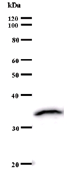 Anti-ZNF136 antibody [ZNF1H5D11] (ab50968) + Recombinant ZNF136