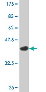 Anti-ZNF193 antibody (ab77331) at 5 µg + immunogen (tagged 90 aa recombinant fragment) at 0.1 µgSecondaryGoat anti-mouse IgG (H&L) HRP-conjugated at 1/5000 dilution