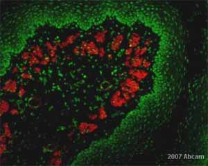  ab683 at 1/400 staining rabbit oesophagus tissue sections by IHC-Fr. The tissue sections were paraformaldehyde fixed and blocked with serum prior to incubation with the antibody for 1 hour. An Alexa Fluor ® 594 conjugated goat anti-mouse IgG1 was used as the secondary.See Abreview