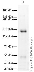 Anti-ZNF217 antibody (ab48133) at 1 µg/ml + MCF7 (Human breast adenocarcinoma cell line) Nuclear Lysate at 8 µgSecondaryGoat polyclonal to Rabbit IgG - H&L - Pre-Adsorbed (HRP) at 1/3000 dilutionPerformed under reducing conditions.