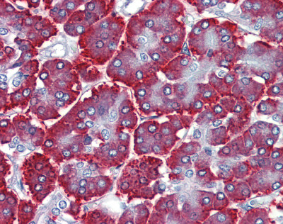 ab81251 at 5 µg/ml staining ZNF312B in Human pancreas by Immunohistochemistry (Formalin/PFA-fixed paraffin-embedded sections).