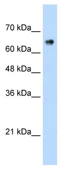 Anti-ZNF326 antibody (ab56246) at 0.625 µg/ml + Jurkat cell lysate at 10 µgSecondaryHRP-conjugated anti-rabbit IgG at 1/50000 dilution