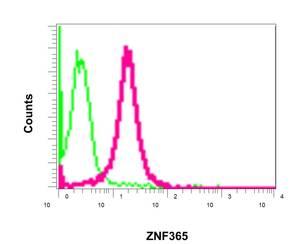 Flow cytometic analysis of permeabilized Jurkat cells labeling ZNF365 with ab157459 at 1/10 dilution (red) or a rabbit IgG negative (green).