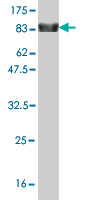 Western blot against tagged recombinant protein immunogen using ab57894 ZNF394 antibody at 1ug/ml.