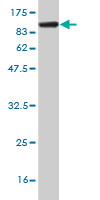 Western blot against tagged recombinant protein immunogen using ab57896 ZNF394 antibody at 1ug/ml.