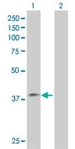 All lanes : Anti-ZNF397 antibody (ab67956) at 1/500 dilutionLane 1 : ZNF397 transfected 293T cell lysate Lane 2 : Non-transfected 293T cell lysate Lysates/proteins at 25 µg per lane.SecondaryGoat Anti-Mouse IgG (H&L)-HRP Conjugate at 1/2500 dilution