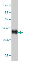 Western blot against tagged recombinant protein immunogen using ab55798 ZNF41 antibody at 1ug/ml.