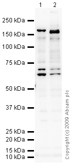 All lanes : Anti-SMRC2 antibody (ab71907) at 1 µg/mlLane 1 : Raji (Human Burkitt's lymphoma cell line) Whole Cell Lysate Lane 2 : SK N SH (Human neuroblastoma) Whole Cell Lysate Lysates/proteins at 10 µg per lane.SecondaryGoat polyclonal to Rabbit IgG - H&L - Pre-Adsorbed (HRP) at 1/3000 dilutionPerformed under reducing conditions.