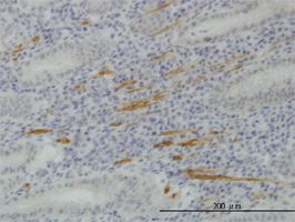 SMURF1 antibody (ab57573) used in immunohistochemistry at 2ug/ml on formalin fixed and paraffin embedded human stomach.