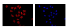 Flow cytometric analysis of HeLa cells fixed in 20 °C acetone labeling SMYD3 at 1/500 dilution and Goat anti rabbit IgG(Alexa Fluor® 555) at 1/200 (red). Counterstained with DAPI (blue)