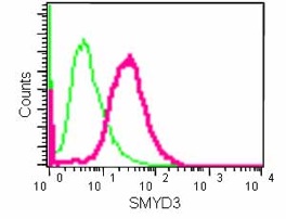 Flow cytometric analysis of 293 cells fixed in 2% paraformaldehyde labeling SMYD3 with ab183498 at 1/110 dilution and Goat anti rabbit IgG (FITC) at 1/150 dilution. Rabbit Monoclonal IgG was used as an isotype control.