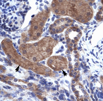 Human kidney stained with ab30971 at 6ug/ml. The arrows indicate the positively stained cells(epithelial cells of the renal tubule).