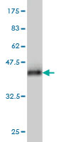 Western blot against tagged recombinant protein immunogen using ab57938 ZNRF1 antibody at 1ug/ml.