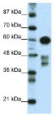 Anti-ZSCAN5 antibody (ab50786) at 0.25 µg/ml + 293T cell lysate at 10 µgSecondaryHRP conjugated anti-Rabbit IgG (1:100,000)