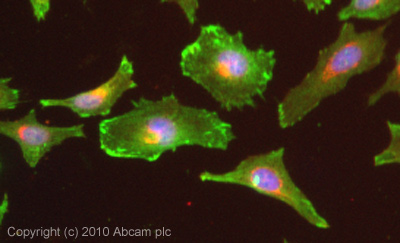 ICC/IF image of ab58210 stained HeLa cells. The cells were 4% formaldehyde fixed (10 min) and then incubated in 1%BSA / 10% normal goat serum / 0.3M glycine in 0.1% PBS-Tween for 1h to permeabilise the cells and block non-specific protein-protein interactions. The cells were then incubated with the antibody (ab58210, 1µg/ml) overnight at +4°C. The secondary antibody (green) was Alexa Fluor® 488 goat anti-mouse IgG (H+L) used at a 1/1000 dilution for 1h. Alexa Fluor® 594 WGA was used to label plasma membranes (red) at a 1/200 dilution for 1h. DAPI was used to stain the cell nuclei (blue) at a concentration of 1.43µM.