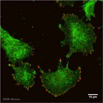 ab50391 staining rat neuronal progenitor cells by ICC/IF.  Cells were PFA fixed and permeabilized in 0.2% Triton X100 for 5 minutes prior to blocking in 10% serum at RT for 1 hour.  The primary antibody was incubated with the sample for 1 hour at 4 µg/ml.  An Alexa Fluor® 488 conjugated goat anti-mouse antibody diluted 1/1000 was used as the secondary.See Abreview