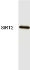 Anti-SIRT2 antibody (ab19388) at 1/1000 dilution