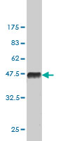 Western blot against tagged recombinant protein immunogen using ab56904 SIR2 / SIRT2 antibody at 1ug/ml.