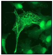 Immunofluorescent staining of PC 12 cells using ab51023 (1/100).