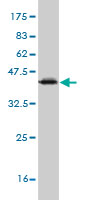 Western blot against tagged recombinant protein immunogen using ab55732 SNAP45 antibody at 1ug/ml.