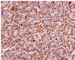 Immunohistochemical analysis of paraffin-embedded Human pancreas tissue labeling SNAP47 with ab172609 at 1/50 dilution.