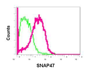 Flow cytometric analysis of permeabilized HepG2 cells labeling SNAP47 with ab172609 at 1/100 dilution (red) compared to a Rabbit IgG negative control (green).