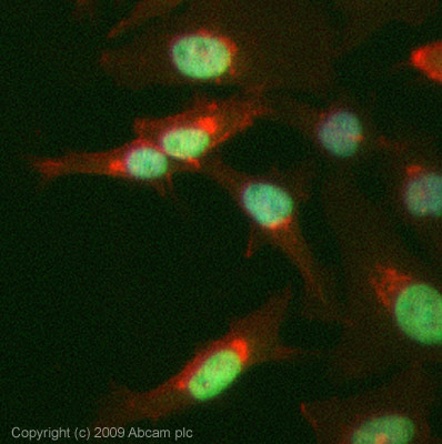 ICC/IF image of ab33747 stained HeLa cells. The cells were 4% PFA fixed (10 min) and then incubated in 1%BSA / 10% normal Goat serum / 0.3M glycine in 0.1% PBS-Tween for 1h to permeabilise the cells and block non-specific protein-protein interactions. The cells were then incubated with the antibody (ab33747, 5µg/ml) overnight at +4°C. The secondary antibody (green) was Alexa Fluor® 488 Goat anti-Mouse IgG (H+L) used at a 1/1000 dilution for 1h. Alexa Fluor® 594 WGA was used to label plasma membranes (red) at a 1/200 dilution for 1h. DAPI was used to stain the cell nuclei (blue). This antibody also gave a positive result in 4% PFA fixed (10min) HEK293 cells, HepG2 cells at 5ug/ml and in 100% Methanol fixed (5 min) HeLa cells, HEK293 cells, HepG2 cells, and MCF-7 cells at 5µg/ml.