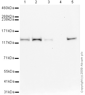 All lanes : Anti-SNF2H antibody [3.25(2)] (ab33747) at 10 µg/mlLane 1 : HeLa (Human epithelial carcinoma cell line) Whole Cell Lysate Lane 2 : Jurkat (Human T cell lymphoblast-like cell line) Whole Cell Lysate Lane 3 : HepG2 (Human hepatocellular liver carcinoma cell line) Whole Cell LysateLane 4 : NIH 3T3 (Mouse embryonic fibroblast cell line) Whole Cell Lysate Lane 5 : MCF7 (Human breast adenocarcinoma cell line) Whole Cell LysateLysates/proteins at 20 µg per lane.SecondaryGoat polyclonal to Mouse IgG - H&L - Pre-Adsorbed (HRP) at 1/3000 dilution