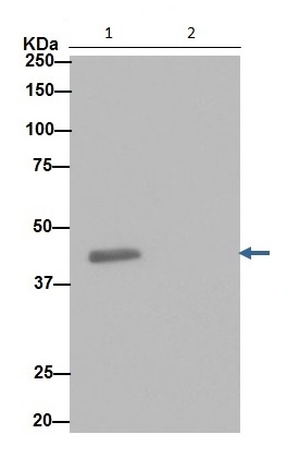 Western blot analysis of K562 cell lysate immunoprecipitated using ab192864 at a 1/30 dilution (lane 1).Lane 2: PBS instead of K562 lysateSecondary antibody was anti-rabbit IgG (HRP) specific to the non-reduced form of IgG at a 1/1500 dilution.