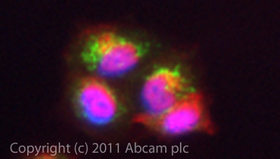 ICC/IF image of ab40963 stained MCF7 cells. The cells were 4% PFA fixed (10 min) and then incubated in 1%BSA / 10% normal goat serum / 0.3M glycine in 0.1% PBS-Tween for 1h to permeabilise the cells and block non-specific protein-protein interactions. The cells were then incubated with the antibody (ab40963, 10µg/ml) overnight at +4°C. The secondary antibody (green) was ab96899 Dylight 488 goat anti-rabbit IgG (H+L) used at a 1/250 dilution for 1h. Alexa Fluor® 594 WGA was used to label plasma membranes (red) at a 1/200 dilution for 1h. DAPI was used to stain the cell nuclei (blue) at a concentration of 1.43µM.