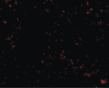 Immunofluorescent analysis of mouse lung cells labeling SnoN with ab189653 at 20 µg/ml.