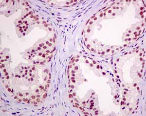 Immunohistochemical analysis of paraffin embedded Human normal prostate tissue using ab154870 showing +ve staining.