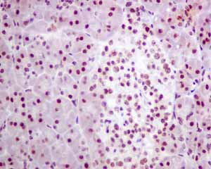 Immunohistochemical analysis of paraffin embedded Human normal pancreas tissue using ab154870 showing +ve staining.