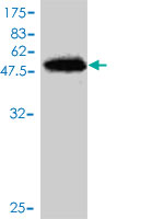 Western blot against tagged recombinant protein immunogen using ab57099 SNX10 antibody at 1ug/ml.