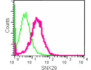 Flow cytometric analysis of 2% paraformaldehyde fixed HeLa cells labeling SNX29 with ab180591 at 1/30 followed by Goat anti rabbit IgG (FITC) at 1/150 (pink). Rabbit monoclonal IgG was used as the Isotype control (green).