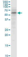 Anti-SNX4 antibody (ab88344) at 1 µg/ml + NIH/3T3 cell lysate at 25 µgSecondaryGoat anti-mouse IgG (H&L)-HRP conjugate at 1/2500 dilution