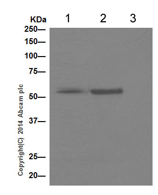 Western blot analysis of immunoprecipitation pellet from 1 mg PC12 whole cell lysate immunoprecipitated using ab198504 at 1/40 dilution.Lane 1 (Input): PC12 whole cell lysate 10µg.Lane 2 (+) : PC12 whole cell lysate using ab198504 at 1/1000 dilution.Lane 3 (-) : PC12 whole cell lysate using Rabbit monoclonal IgG (ab172730) instead of ab198504.Secondary: Anti-Rabbit IgG (HRP), specific to the non-reduced form of IgG at 1/1500 dilution.