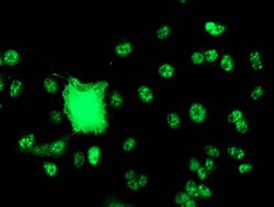 ab119388 at 1/100 dilution staining SNX8 in COS7 cells transiently transfected with pCMV6-ENTRY SNX8 by Immunofluorescence.
