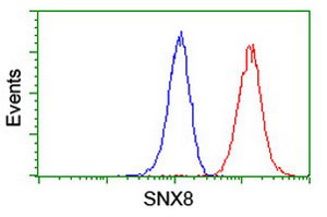 ab119 at 1/100 dilution staining SNX8 in Jurkat cells by Flow cytometry (Red) compared to a nonspecific negative control antibody (Blue).
