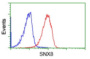 Flow cytometric analysis of SNX8 in Jurkat cells, using ab119019 at a 1/100 dilution (Red), compared to a non-specific negative control antibody (Blue).