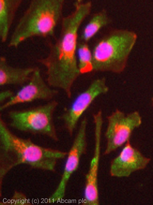 ICC/IF image of ab62584 stained HeLa cells. The cells were 4% formaldehyde (10 min) and then incubated in 1%BSA / 10% normal goat serum / 0.3M glycine in 0.1% PBS-Tween for 1h to permeabilise the cells and block non-specific protein-protein interactions. The cells were then incubated with the antibody (ab62584, 1µg/ml) overnight at +4°C. The secondary antibody (green) was ab96899 Dylight 488 goat anti-rabbit IgG (H+L) used at a 1/250 dilution for 1h. Alexa Fluor® 594 WGA was used to label plasma membranes (red) at a 1/200 dilution for 1h. DAPI was used to stain the cell nuclei (blue) at a concentration of 1.43µM.