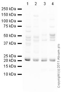 All lanes : Anti-SOCS1 antibody (ab77072) at 1 µg/mlLane 1 : Liver (Mouse) Tissue LysateLane 2 : Skeletal Muscle (Mouse) Tissue Lysate Lane 3 : Spleen (Rat) Tissue LysateLane 4 : Lung (Rat) Tissue LysateLysates/proteins at 10 µg per lane.SecondaryGoat Anti-Rabbit IgG H&L (HRP) preadsorbed (ab97080) at 1/5000 dilutiondeveloped using the ECL techniquePerformed under reducing conditions.