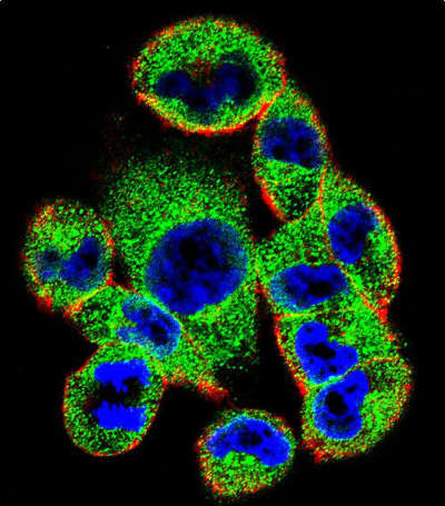 Immunofluorescent analysis of A2058 cells labeling SOCS4 with ab170436 at a 1/10 dilution. Primary incubation was followed by secondary antibody labeling with Alexa Fluor 488-conjugated goat anti-rabbit lgG (green). Actin filaments have been labeled with Alexa Fluor 555 phalloidin (red). DAPI was used to stain the cell nuclear (blue).