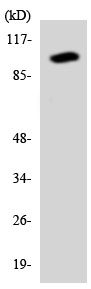 Anti-Sodium bicarbonate transporter-like protein 11 antibody (ab137211) at 1/500 dilution + HT29 cell lysate at 30 µg