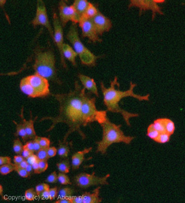 ICC/IF image of ab2366 stained PC12 cells. The cells were 4% formaldehyde fixed (10 min) and then incubated in 1%BSA / 10% normal goat serum / 0.3M glycine in 0.1% PBS-Tween for 1h to permeabilise the cells and block non-specific protein-protein interactions. The cells were then incubated with the antibody (ab2366, 1µg/ml) overnight at +4°C. The secondary antibody (green) was Alexa Fluor® 488 goat anti-rabbit IgG (H+L) used at a 1/1000 dilution for 1h. Alexa Fluor® 594 WGA was used to label plasma membranes (red) at a 1/200 dilution for 1h. DAPI was used to stain the cell nuclei (blue) at a concentration of 1.43µM.